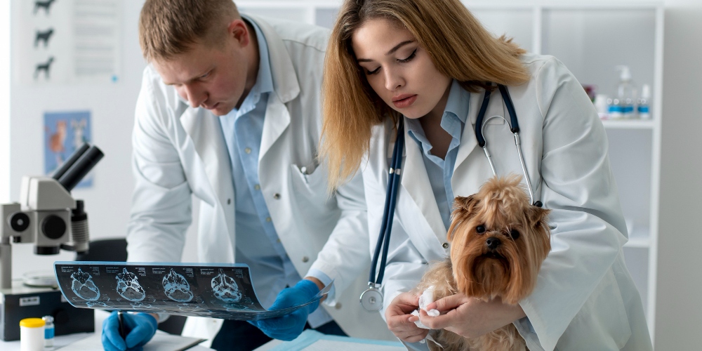 medicina veterinaria general santa coloma