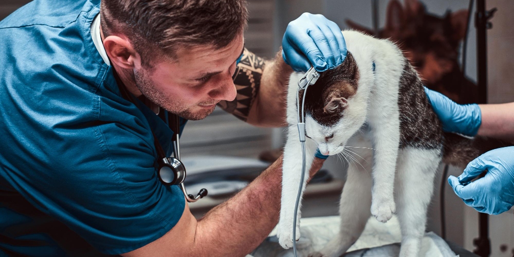 Veterinarios especialistas santa coloma